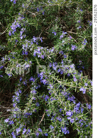 Flower full of waxy rosemary (extend freely) -4 29562876