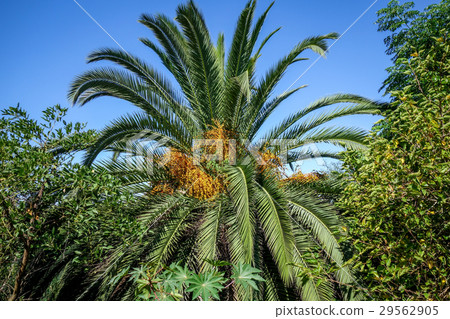 Palm tree 29562905