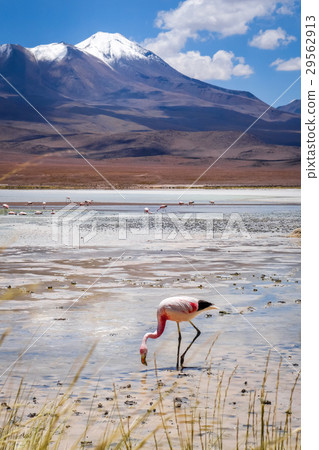 Pink flamingos in laguna Honda, Bolivia 29562913