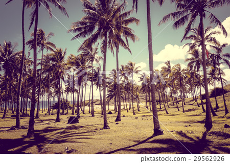 Anakena palm beach and Moais statues easter island 29562926