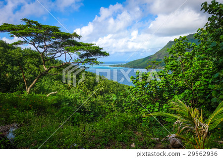 view of Opunohu Bay and lagoon in Moorea Island view of Opunohu Bay and lagoon in Moorea Island 29562936