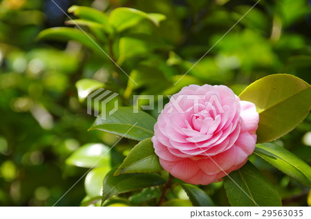 Tsubaki Tsubaki 29563035