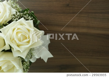 白玫瑰,白玫瑰,白玫瑰,白玫瑰(白玫瑰) 白玫瑰,白玫瑰,白玫瑰,白玫瑰(白玫瑰) 29563935