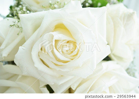 白玫瑰,白玫瑰,白玫瑰,白玫瑰(白玫瑰) 白玫瑰,白玫瑰,白玫瑰,白玫瑰(白玫瑰) 29563944
