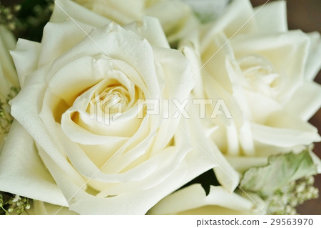 白玫瑰，白玫瑰，白玫瑰，白玫瑰（白玫瑰） 29563970
