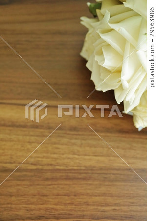 白玫瑰（玫瑰）和棕色背景（白玫瑰和棕色背景） 29563986