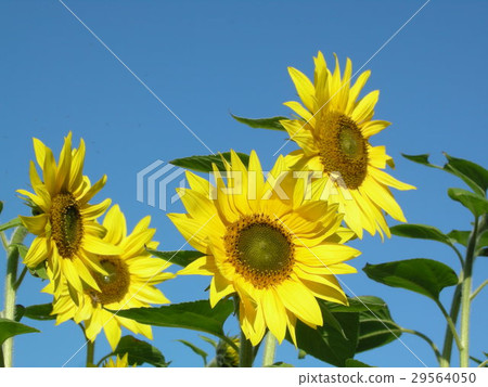 sunflower	 29564050