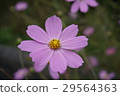 Cosmos 29564363