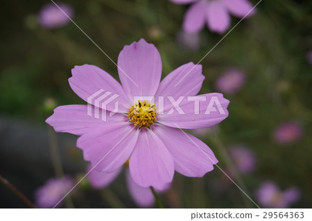 Cosmos Cosmos 29564363