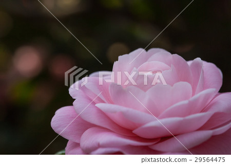 茶花 茶花 29564475