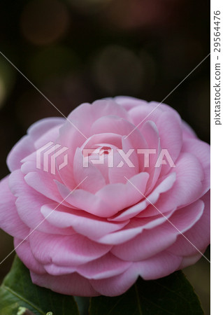 茶花 茶花 29564476