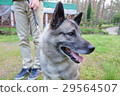 A dog waiting for departure 29564507