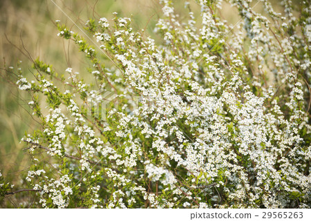Yukiyanagi白花 Yukiyanagi白花 29565263