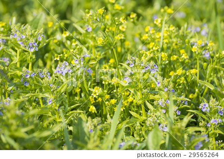 Wild plants of spring rivers Wild plants of spring rivers 29565264