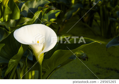 Calla lily in the field Calla lily in the field 29565265