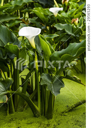Calla lily in the field Calla lily in the field 29565293