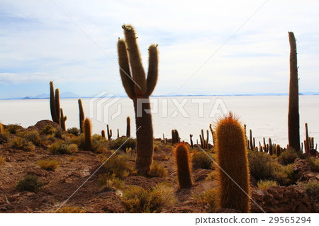 Cactus Uyuni salt lake Cactus Uyuni salt lake 29565294