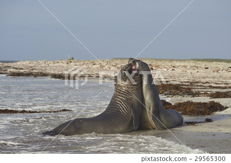 Trial of Strength 29565300