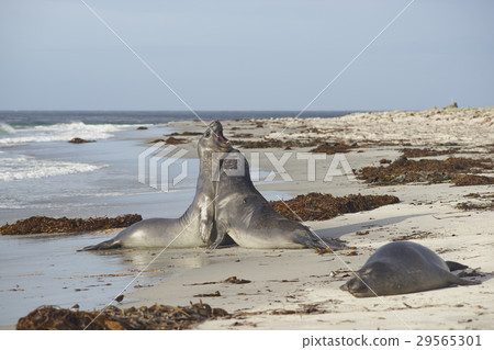 Trial of Strength 29565301