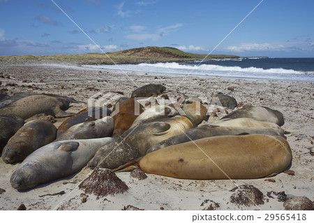 Elephant seals on the beach 29565418