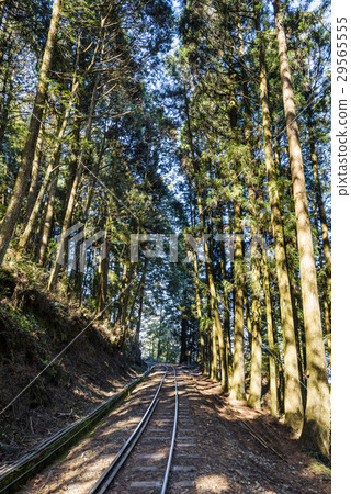 Alishan Forest railway in Taiwan Alishan Forest railway in Taiwan 29565555