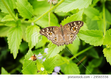 Top view brown cream and orange colour butterfly Top view brown cream and orange colour butterfly 29565556