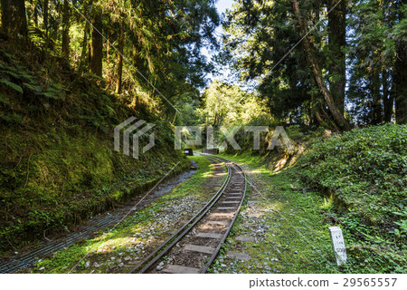Alishan Forest railway in Taiwan Alishan Forest railway in Taiwan 29565557