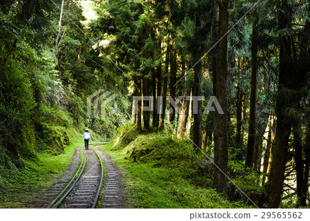 Alishan Forest railway in Taiwan Alishan Forest railway in Taiwan 29565562