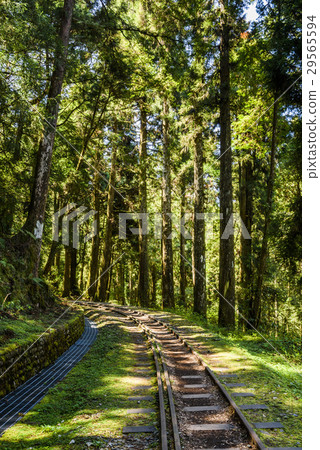Alishan Forest railway in Taiwan  29565594