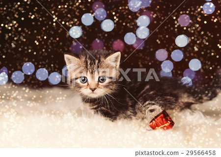 Cute scottish kitten with Christmas background Cute scottish kitten with Christmas background 29566458