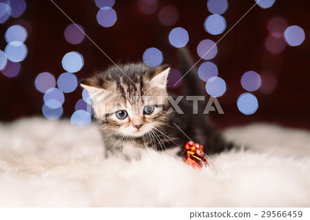 Cute scottish kitten with Christmas background Cute scottish kitten with Christmas background 29566459