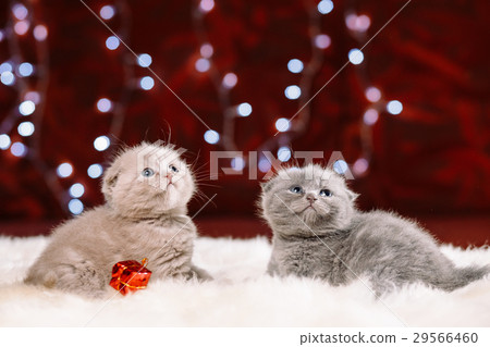 Two cute kittens sitting on the white fur Two cute kittens sitting on the white fur 29566460