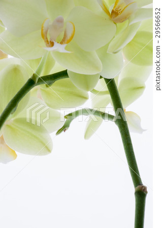 蘭花，君子花，Orchid，蘭、 花,コチョウラン，紳士 flower, Orchidaceae 29566652
