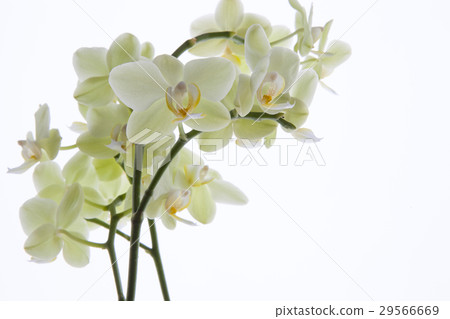 蘭花，君子花，Orchid，蘭、 花,コチョウラン，紳士 flower, Orchidaceae 29566669