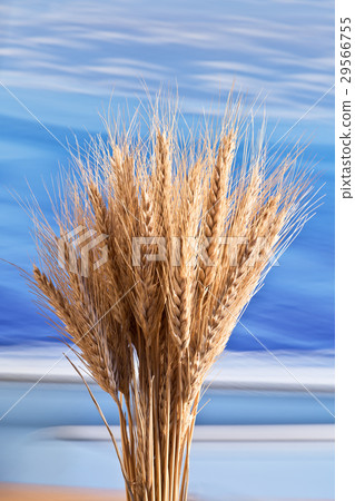 Sheaf Of Barley On The Blue Sky Sheaf Of Barley On The Blue Sky 29566755