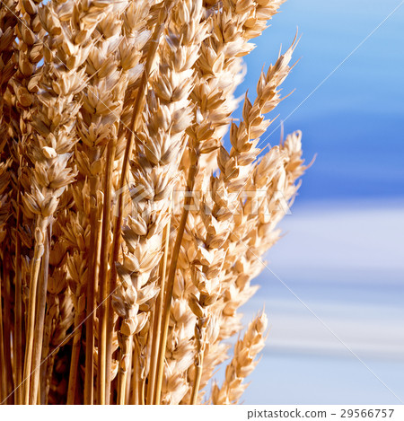 Sheaf Of What On The Blue Sky 29566757