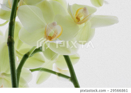 蘭花，君子花，Orchid，蘭、 花,コチョウラン，紳士 flower, Orchidaceae 29566861