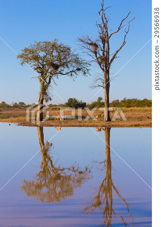 Kruger National Park, reflections on lake Kruger National Park, reflections on lake 29566938