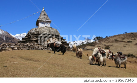 Yak herd and stupa 29567340