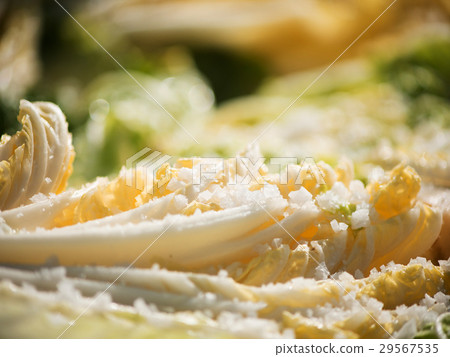 Salt pickled cabbage with droping salt 29567535