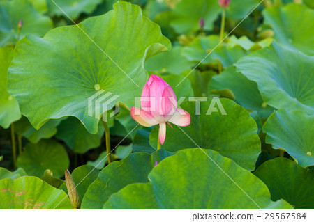Gyeongju, Korea, Peaceful nature water lily 29567584