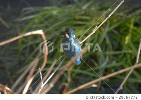 Waiting for the spring kingfisher 29567772