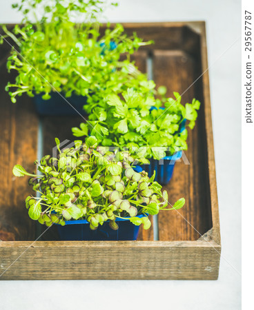 Radish kress, water kress and coriander sprouts in Radish kress, water kress and coriander sprouts in 29567787