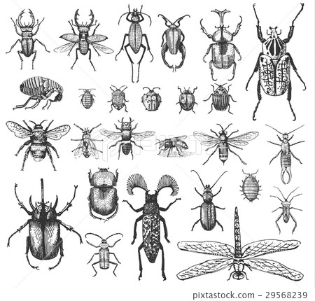 big set of insects bugs beetles and bees many big set of insects bugs beetles and bees many 29568239