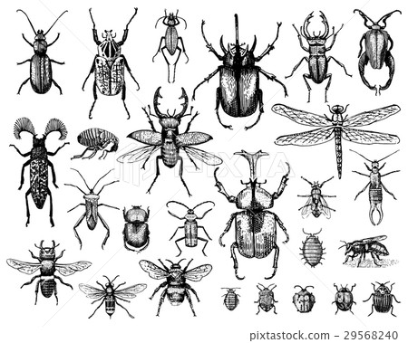big set of insects bugs beetles and bees many big set of insects bugs beetles and bees many 29568240