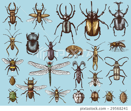 big set of insects bugs beetles and bees many big set of insects bugs beetles and bees many 29568241