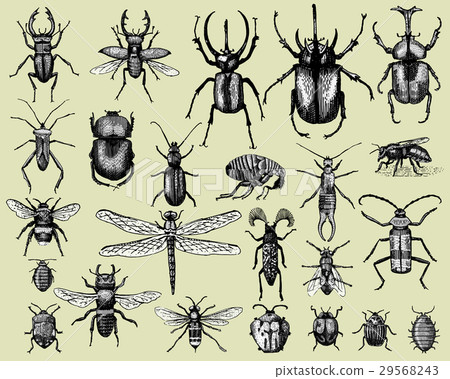 Large Insect Stock Image big set of insects bugs beetles and bees many - Stock Illustration ...