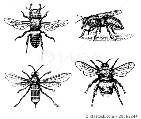 Set of bee engraved vintage hand drawn in 29568244