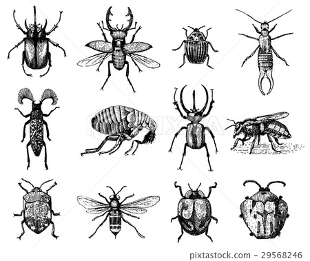 big set of insects bugs beetles and bees many big set of insects bugs beetles and bees many 29568246