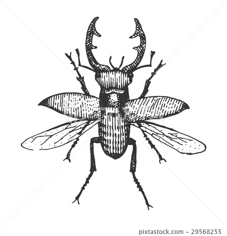 beetle, insect species isolated engraved, hand 29568255
